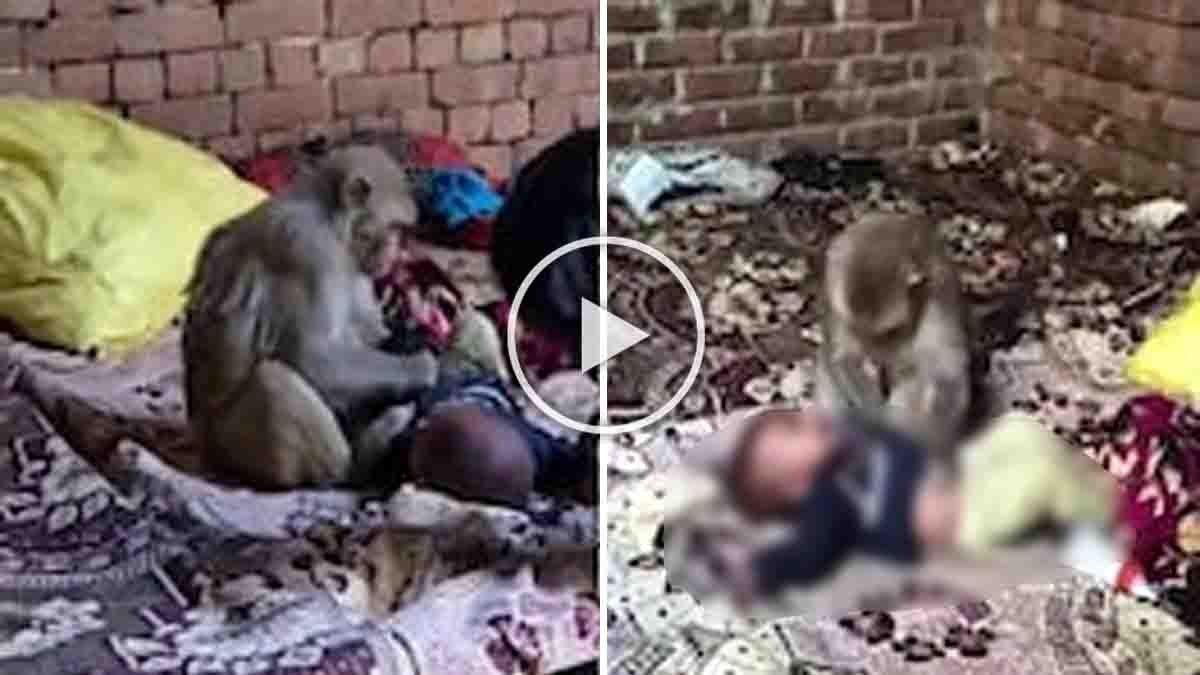 Emotional incident where a monkey holds a human baby in Muzaffarnagar