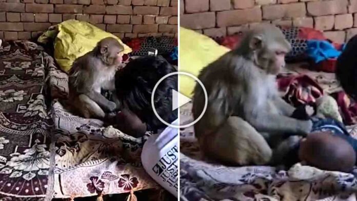 Emotional incident where a monkey holds a human baby in Muzaffarnagar