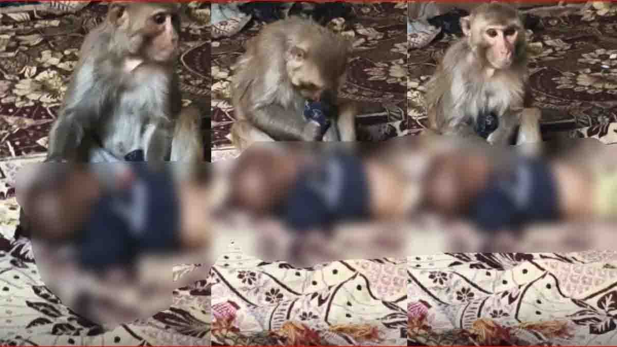 Emotional incident where a monkey holds a human baby in Muzaffarnagar