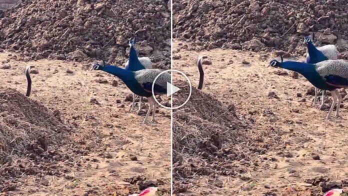 Cobra Viral Video shows fearless peacocks confronting a deadly snake