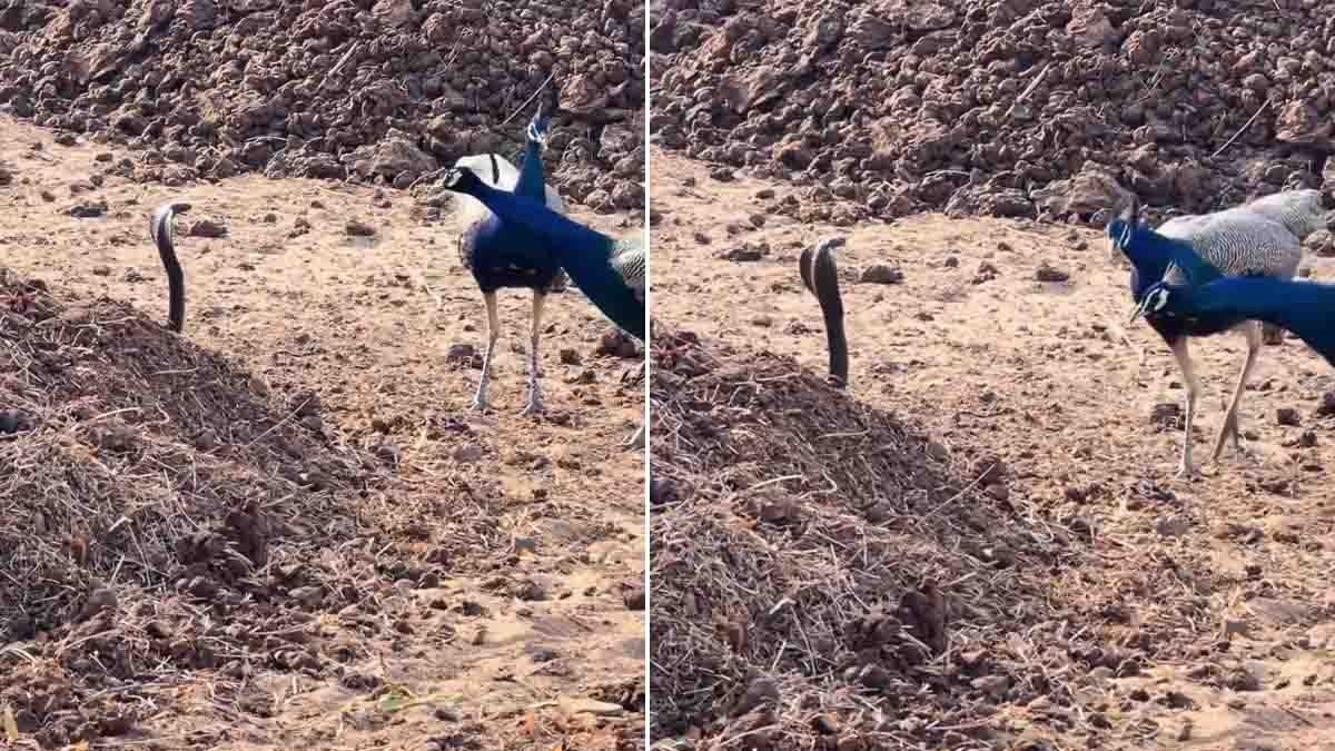 Cobra Viral Video shows fearless peacocks confronting a deadly snake