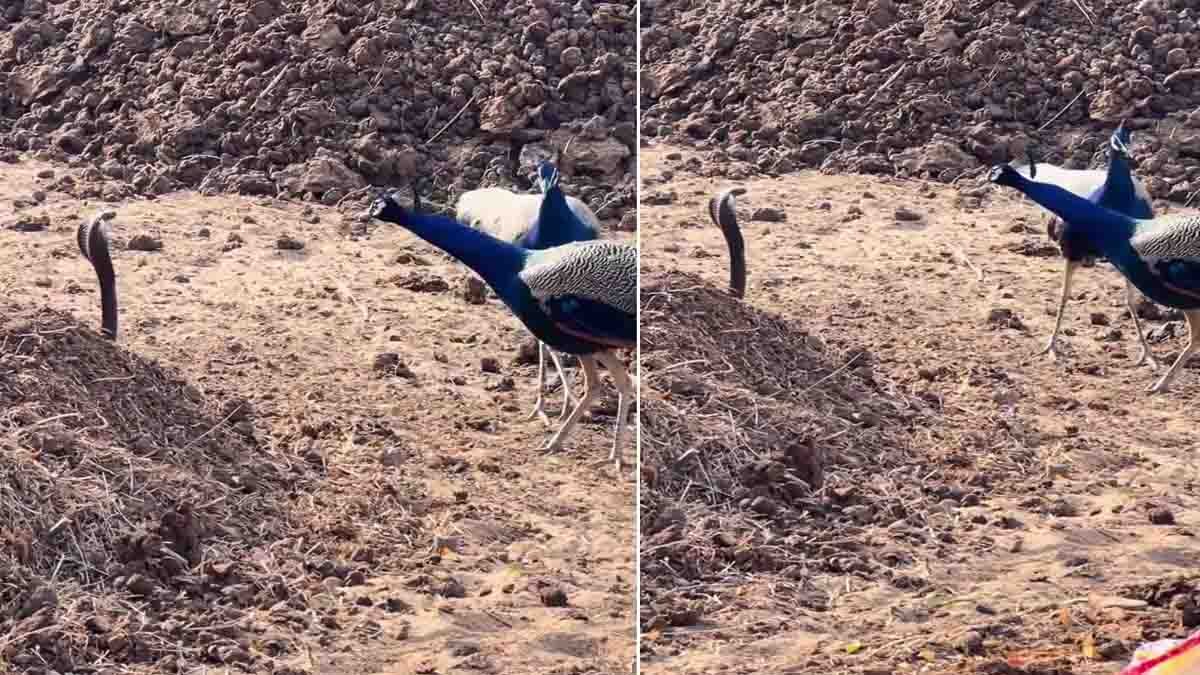 Cobra Viral Video shows fearless peacocks confronting a deadly snake