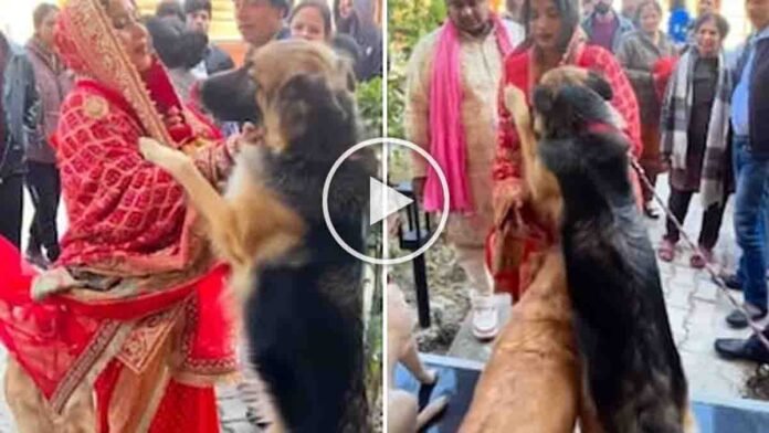 Dehradun Bride Viral Video showing bride hugging crying pet dogs during emotional wedding farewell
