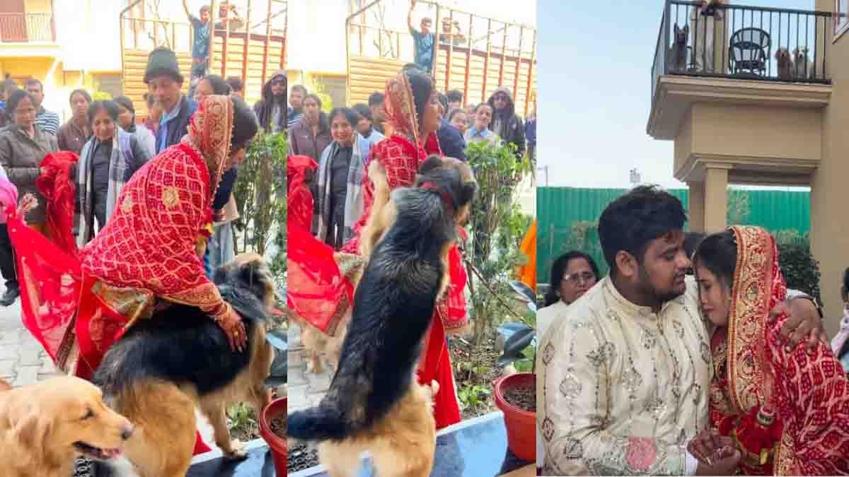 Dehradun Bride Viral Video : ಅತ್ತೆ ಮನೆಗೆ ಹೊರಟ ಮಗಳಿಗೆ ವಿಶ್ವಾಸದ ವಿದಾಯ: ಸಾಕು ನಾಯಿಗಳ ಪ್ರೀತಿ ಕಂಡು ನೆಟ್ಟಿಗರು ಫಿದಾ! 1 Dehradun Bride Viral Video showing bride hugging crying pet dogs during emotional wedding farewell