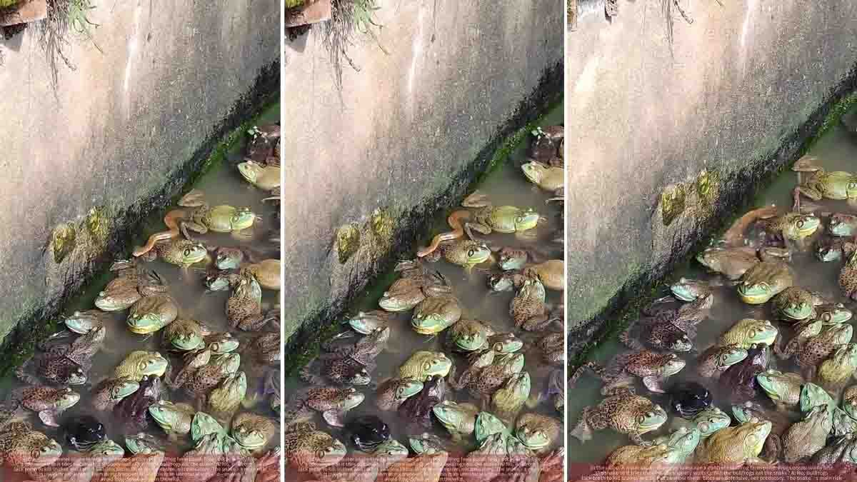 Frogs attack snake inside well rare viral video