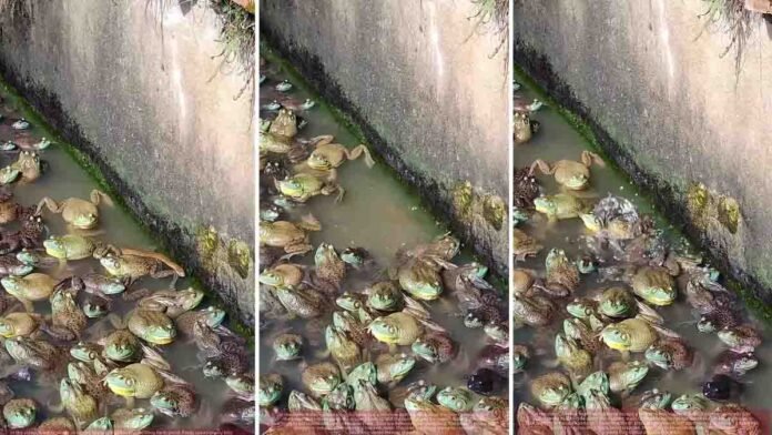 Frogs attack snake inside well rare viral video