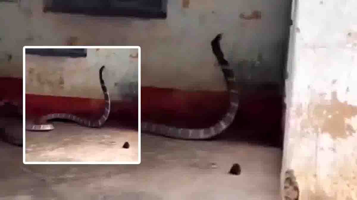 Odisha King Cobra : ಬ್ಯಾಂಕ್ ಮುಂದೆ ಬೃಹತ್ ಕಿಂಗ್ ಕೋಬ್ರಾ ಹಂಗಾಮಾ! ಗ್ರಾಹಕರು ಫುಲ್ ಸುಸ್ತು, ಬೆಚ್ಚಿಬೀಳಿಸುವ ವಿಡಿಯೋ ವೈರಲ್ 1 odisha king cobra bank viral video 0