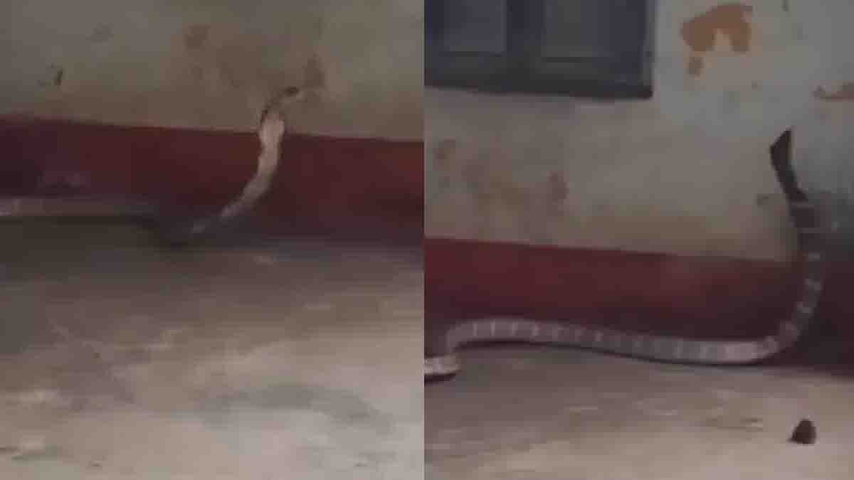 Odisha King Cobra : ಬ್ಯಾಂಕ್ ಮುಂದೆ ಬೃಹತ್ ಕಿಂಗ್ ಕೋಬ್ರಾ ಹಂಗಾಮಾ! ಗ್ರಾಹಕರು ಫುಲ್ ಸುಸ್ತು, ಬೆಚ್ಚಿಬೀಳಿಸುವ ವಿಡಿಯೋ ವೈರಲ್ 2 odisha king cobra bank viral video 1