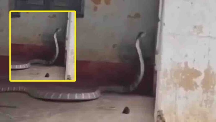 Odisha King Cobra spotted inside bank premises during rescue operation