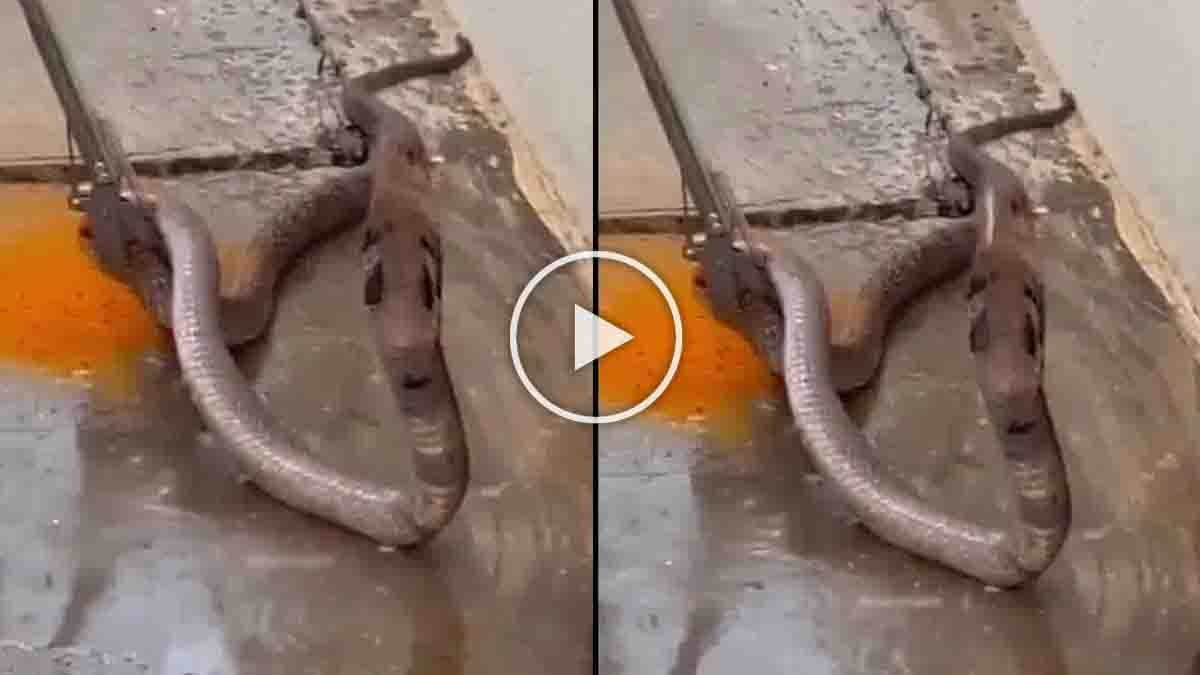 snake video showing cobra drinking water during summer rescue in Puttur Andhra Pradesh