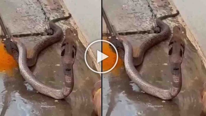 snake video showing cobra drinking water during summer rescue in Puttur Andhra Pradesh