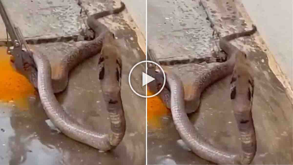 snake video showing cobra drinking water during summer rescue in Puttur Andhra Pradesh