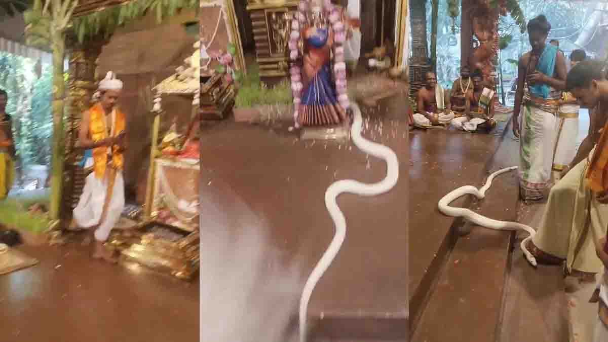 swetha naagu appears in pooja 0