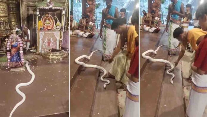 Swetha Naagu white cobra seen in pooja mandap with devotees praying