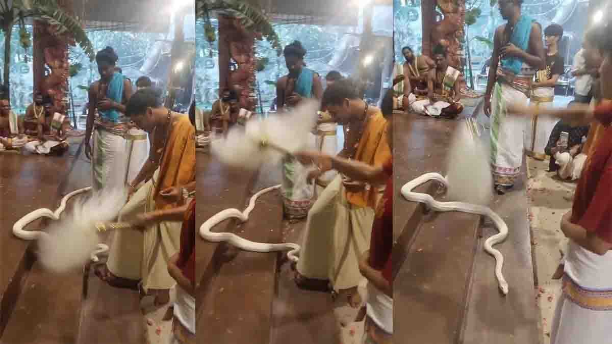 Swetha Naagu white cobra seen in pooja mandap with devotees praying