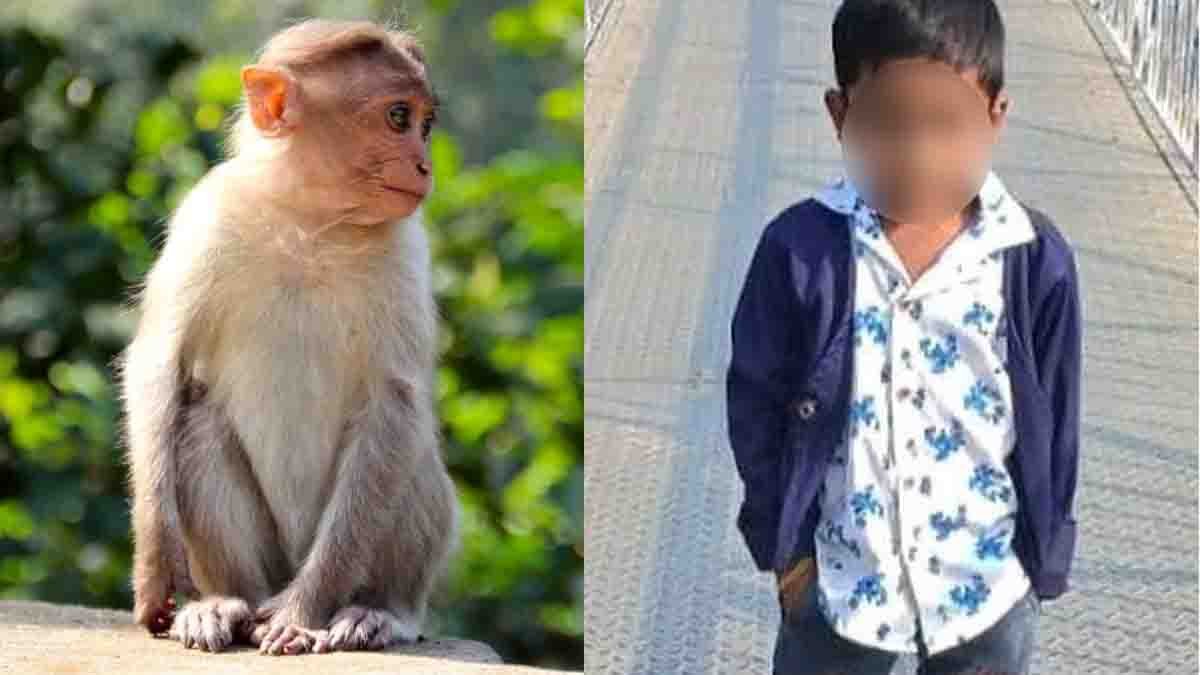 Telangana Boy Dies : ತೆಲಂಗಾಣದ ಮುಲುಗುವಿನಲ್ಲಿ ಮರುಕ ಹುಟ್ಟಿಸುವ ಘಟನೆ: ಕೋತಿಗಳಿಗಿಟ್ಟ ವಿಷದ ಲಡ್ಡು ತಿಂದ 4 ವರ್ಷದ ಕಂದಮ್ಮನ ದುರ್ಮರಣ 2 -telangana-boy-dies after eating poisoned laddu placed to kill monkeys in public park