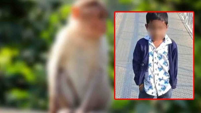 telangana-boy-dies after eating poisoned laddu placed to kill monkeys in public park
