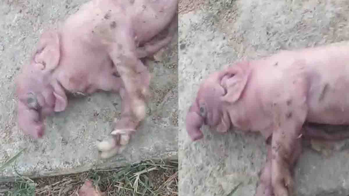 Viral news pig gives birth to elephant shaped piglet in Telangana village