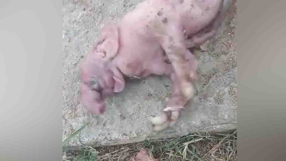 Viral news pig gives birth to elephant shaped piglet in Telangana village