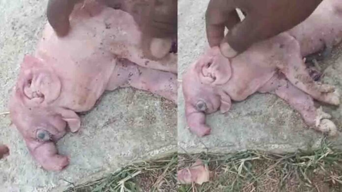 Viral news pig gives birth to elephant shaped piglet in Telangana village