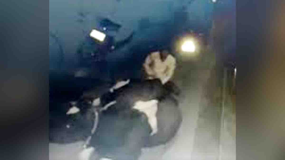 Police arrest delivery boy after shocking animal abuse incident involving a cow in Bengaluru Akkipete area