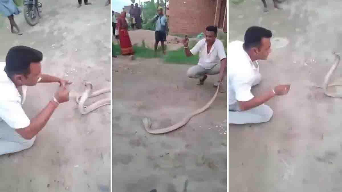 Bihar Cobra attack Video showing snake expert bitten during rescue attempt
