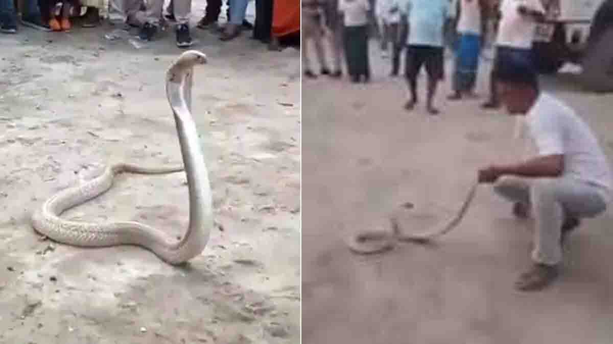 Bihar Cobra attack Video showing snake expert bitten during rescue attempt