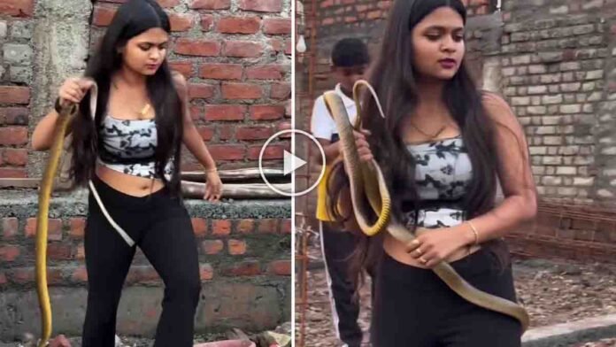 Female snake catcher rescuing a dangerous cobra with bare hands inside a house under construction