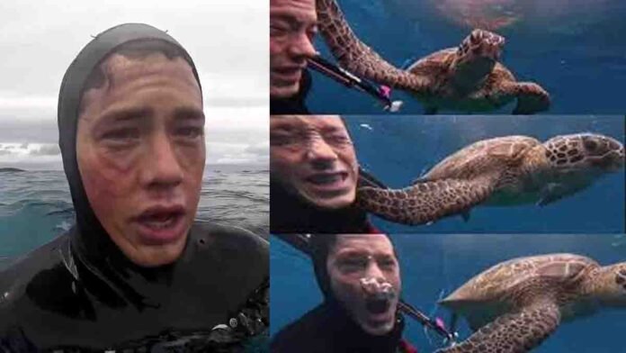 Sea turtle slaps scuba diver during underwater filming funny viral scene