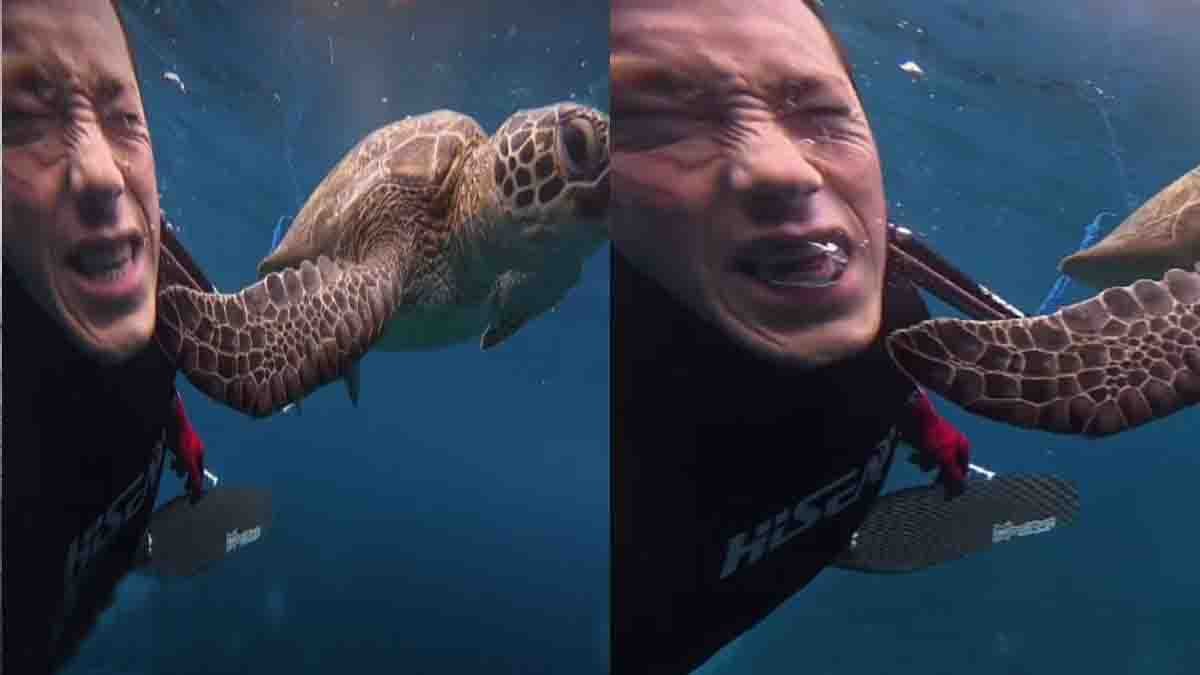 Sea turtle slaps scuba diver during underwater filming funny viral scene