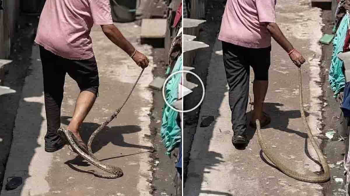 Young man attacked by rat snake during Surat snake incident after trying to catch snake without safety equipment