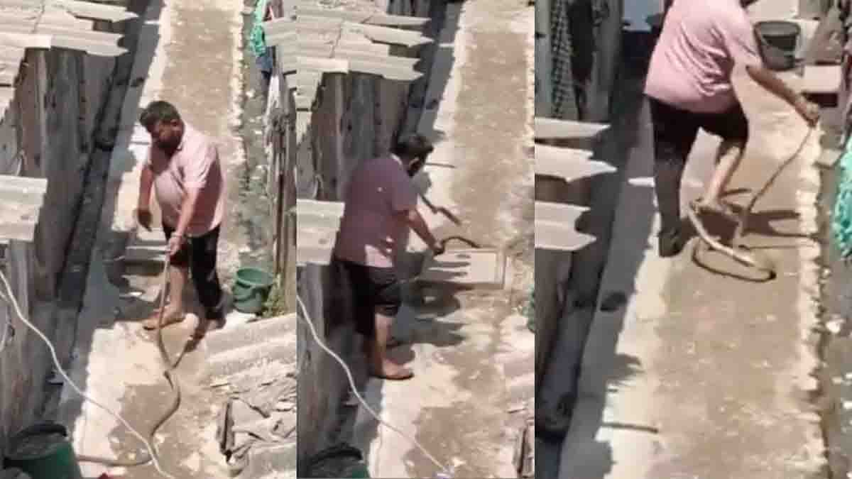 Young man attacked by rat snake during Surat snake incident after trying to catch snake without safety equipment