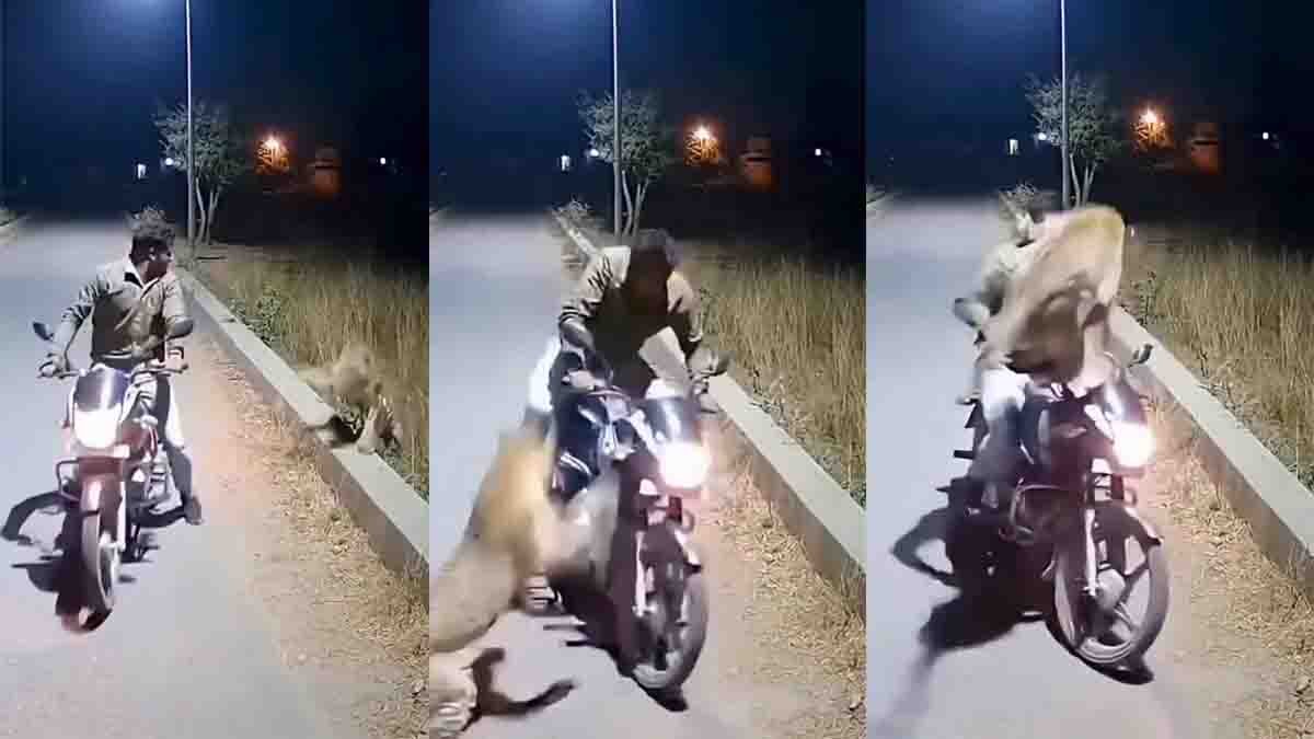 Uttar Pradesh leopard attack captured on CCTV as biker fights off leopard on forest road