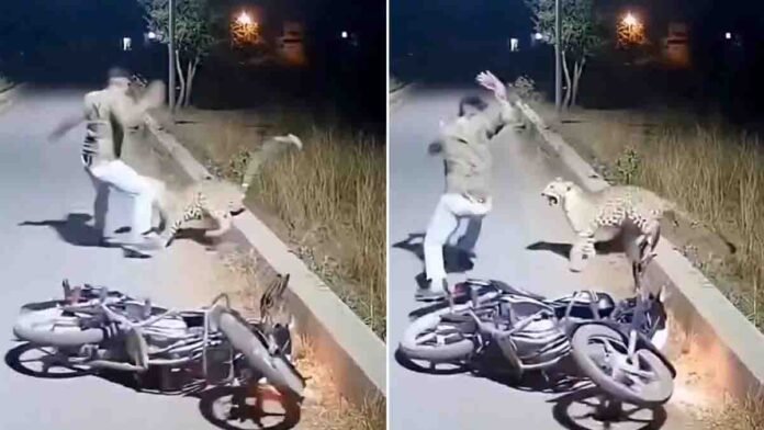 Uttar Pradesh leopard attack captured on CCTV as biker fights off leopard on forest road