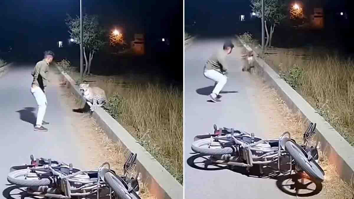 Uttar Pradesh leopard attack captured on CCTV as biker fights off leopard on forest road