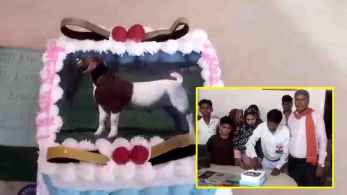 The Agra Bakrid Cake Celebration has sparked nationwide discussion after a family chose a goat-shaped cake over animal sacrifice.
