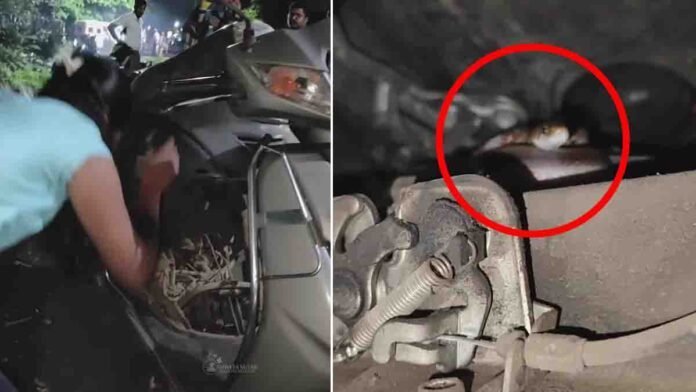 Cobra Inside Scooter Shocks Rider During Viral Snake Rescue