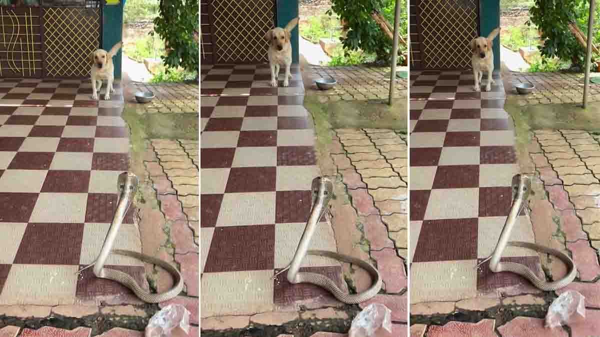 Giant Cobra Video : ಕಟ್ಟಿಹಾಕಿದ ಶ್ವಾನದ ಮುಂದೆ ಬುಸುಗುಟ್ಟಿದ ಬೃಹತ್ ನಾಗರಹಾವು; ದೃಶ್ಯ ನೋಡಿ ಬೆಚ್ಚಿಬಿದ್ದ ನೆಟ್ಟಿಗರು! 1 A Giant Cobra Video capturing a tense standoff between a massive cobra and a pet dog has sparked widespread attention online.