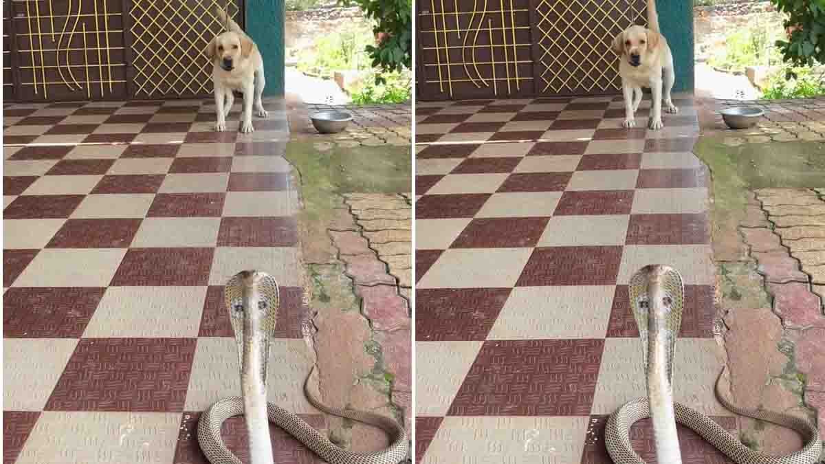 Giant Cobra Video : ಕಟ್ಟಿಹಾಕಿದ ಶ್ವಾನದ ಮುಂದೆ ಬುಸುಗುಟ್ಟಿದ ಬೃಹತ್ ನಾಗರಹಾವು; ದೃಶ್ಯ ನೋಡಿ ಬೆಚ್ಚಿಬಿದ್ದ ನೆಟ್ಟಿಗರು! 2 A Giant Cobra Video capturing a tense standoff between a massive cobra and a pet dog has sparked widespread attention online.