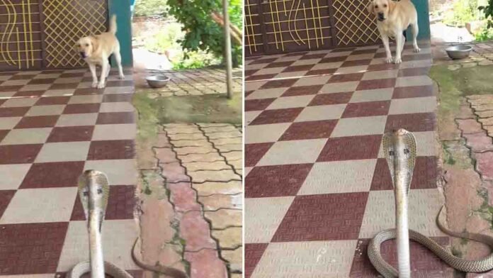 A Giant Cobra Video capturing a tense standoff between a massive cobra and a pet dog has sparked widespread attention online.
