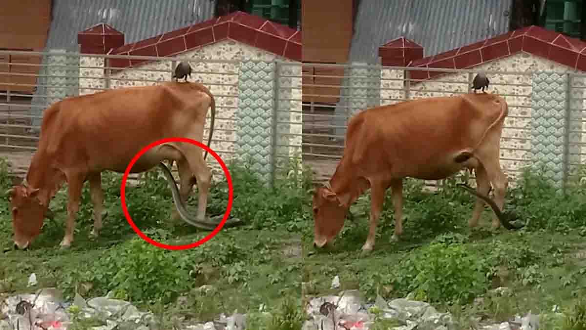 King Cobra drinking milk from a cow in a rare viral wildlife moment