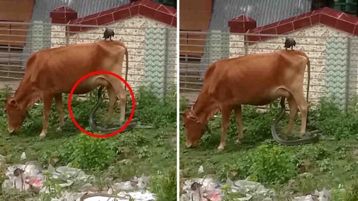 King Cobra drinking milk from a cow in a rare viral wildlife moment