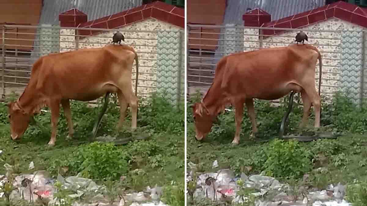 King Cobra drinking milk from a cow in a rare viral wildlife moment