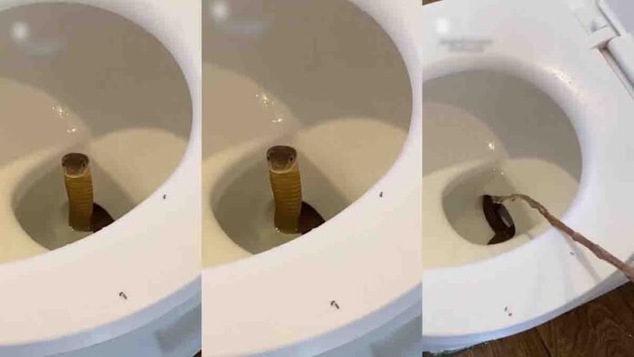 King Cobra in Toilet Shocks Tourists at Philippines Resort