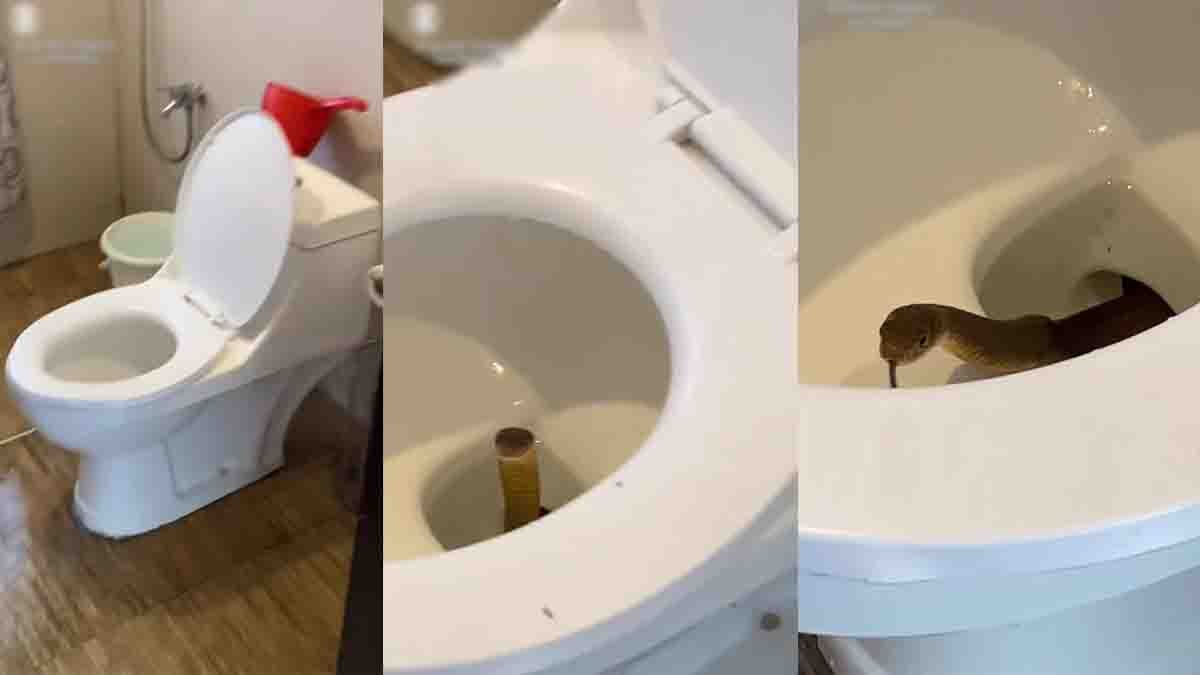 King Cobra in Toilet : ಫಿಲಿಪೈನ್ಸ್ ರೆಸಾರ್ಟ್ ಶೌಚಾಲಯದಲ್ಲಿ ಪ್ರತ್ಯಕ್ಷವಾಯ್ತು ಕಿಂಗ್ ಕೋಬ್ರಾ! ಪ್ರವಾಸಿಗರ ರಿಯಾಕ್ಷನ್ ನೋಡಿದ್ರೆ ನಗಬೇಕೋ ಅಳಬೇಕೋ ತಿಳಿಯಲ್ಲ! 1 King Cobra in Toilet Shocks Tourists at Philippines Resort
