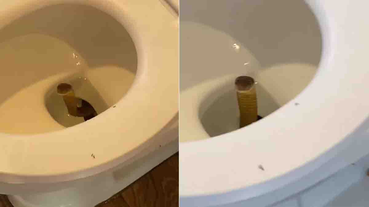 King Cobra in Toilet : ಫಿಲಿಪೈನ್ಸ್ ರೆಸಾರ್ಟ್ ಶೌಚಾಲಯದಲ್ಲಿ ಪ್ರತ್ಯಕ್ಷವಾಯ್ತು ಕಿಂಗ್ ಕೋಬ್ರಾ! ಪ್ರವಾಸಿಗರ ರಿಯಾಕ್ಷನ್ ನೋಡಿದ್ರೆ ನಗಬೇಕೋ ಅಳಬೇಕೋ ತಿಳಿಯಲ್ಲ! 2 King Cobra in Toilet Shocks Tourists at Philippines Resort
