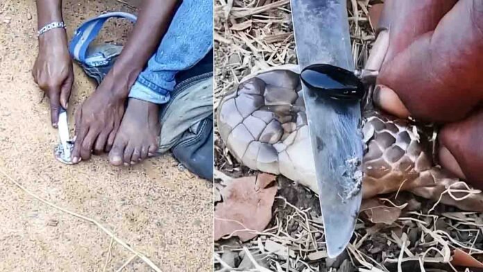 Viral Nagamani video showing a man cutting open a king cobra head to remove mysterious stones