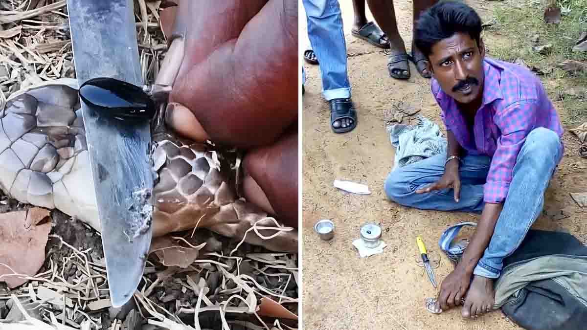 Viral Nagamani video showing a man cutting open a king cobra head to remove mysterious stones