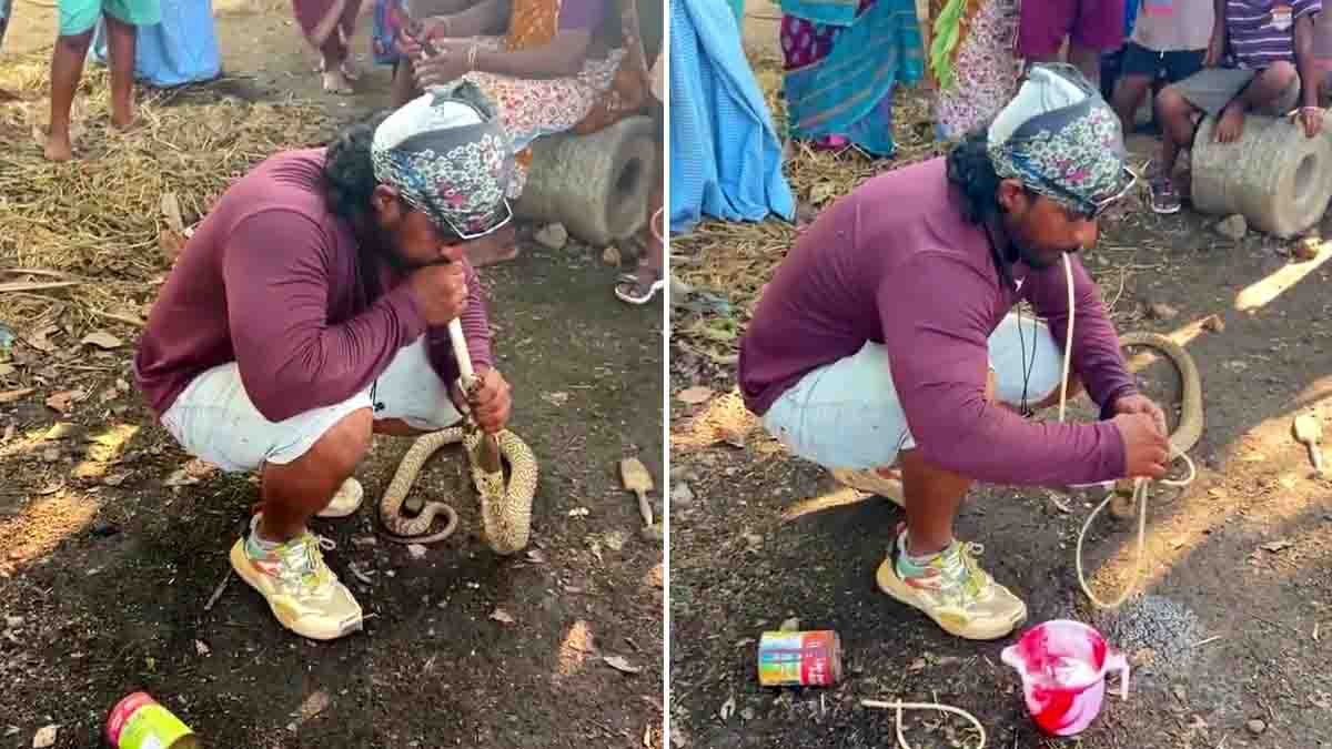 Viral Snake CPR video shows a man saving a dehydrated snake by giving it air and water during intense heatwave conditions.