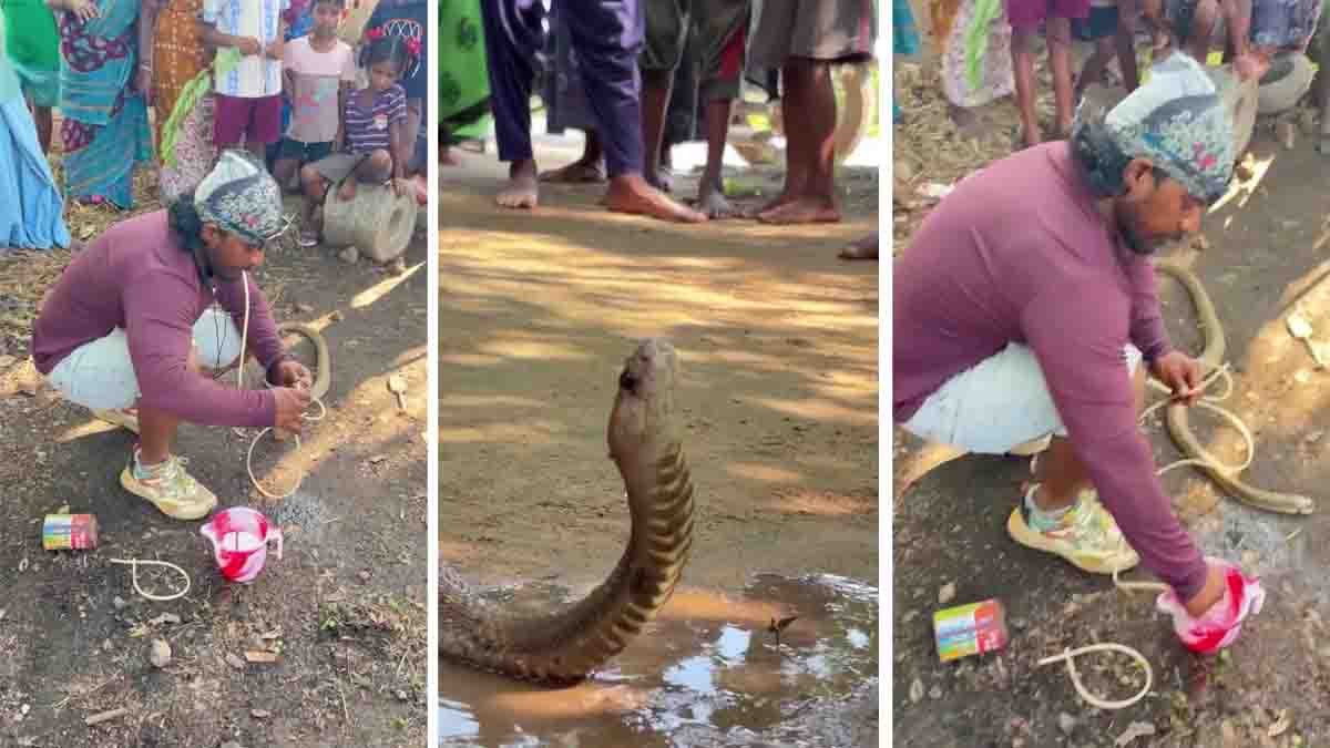 Viral Snake CPR video shows a man saving a dehydrated snake by giving it air and water during intense heatwave conditions.